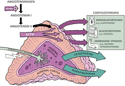 Endocrinology Made Ridiculously Simple by Stephen Goldberg M.D.
