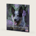 Blue Heeler Calendar 2027-16-Month 12x12 Wall Calendar