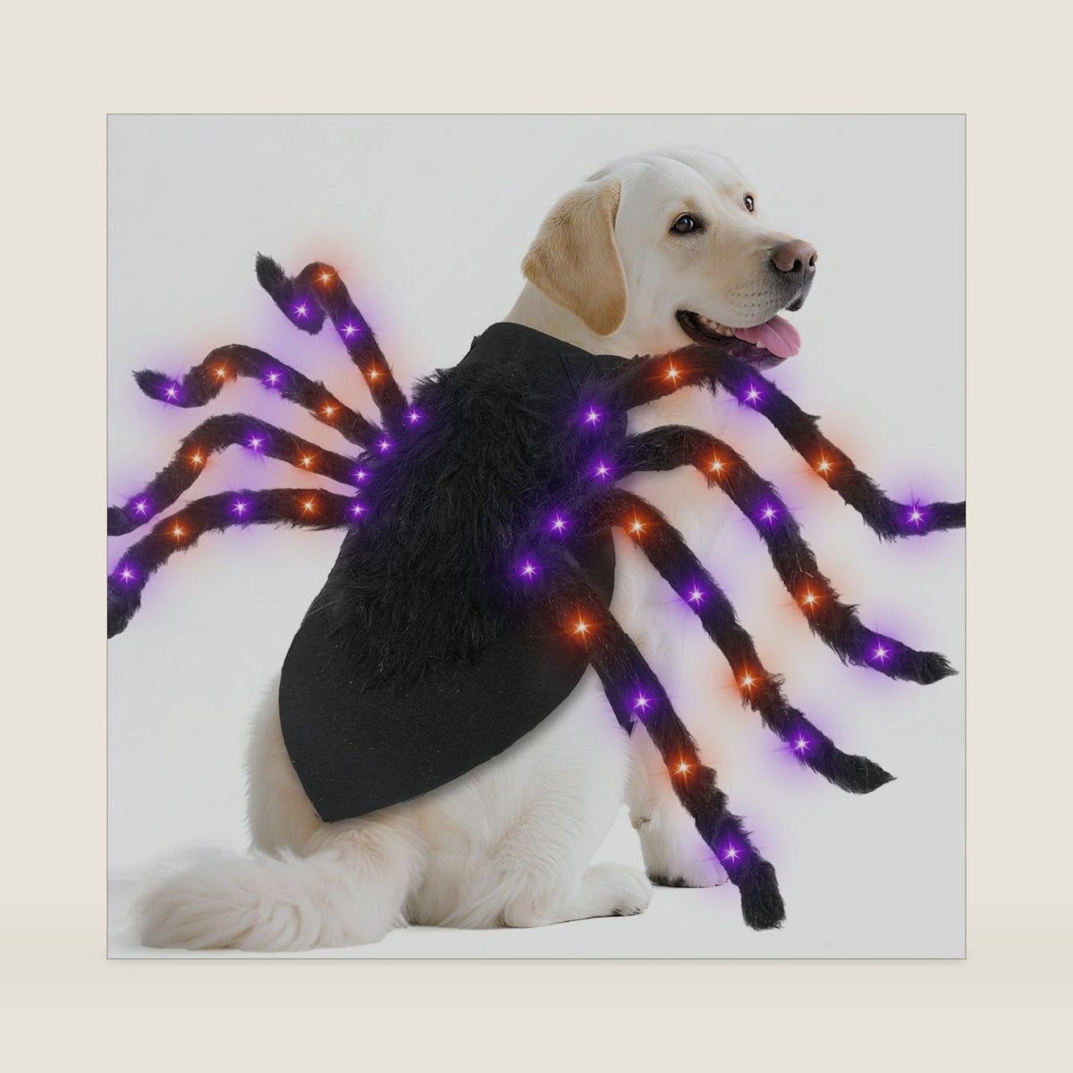 Halloween Light up Spider Dog Costumes for Small Medium Large Dogs
