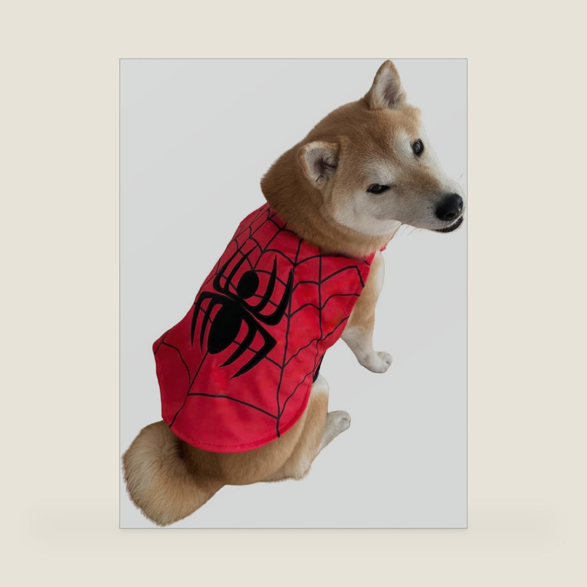 ComfyCamper Spider Web Cape for Dogs - XS Small Medium Large XXL Onesie Pet Cats Pup Cosplay Halloween Costumes, XL
