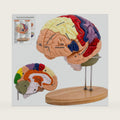 DSFGFRR Human Brain Model 2X Life‑Size, Brain Anatomy Model for Neuroscience, 4‑Part Detachable 3D Brain Model with Laser‑Engraved Labels and Stand for Psychology Neuroscience Learning