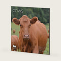Cows 2027 Wall Calendar, 12 x 24 Hanging Pacific Waters Press