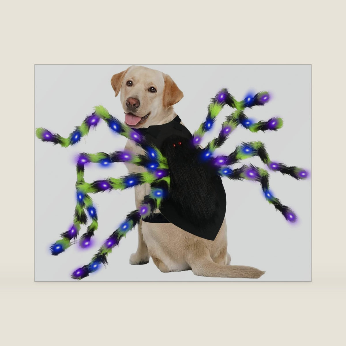 OurWarm Dog Halloween Costumes, Adjustable Medium Large Dog Spider Costume