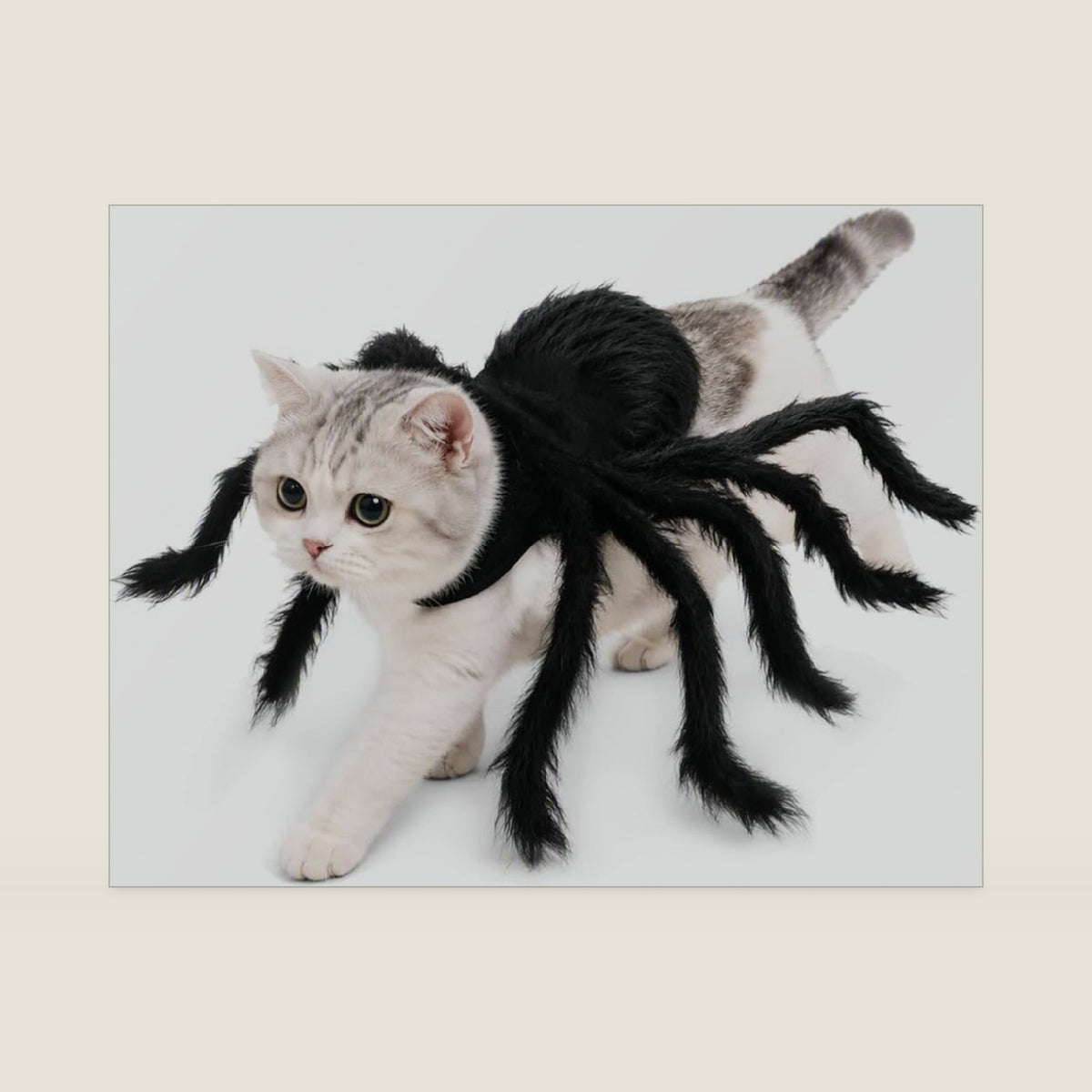 Halloween Spider Costume for Dogs & Cats，with Plush：Small